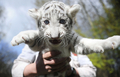 ドイツ北部ホーデンハーゲン（Hodenhagen）のサファリパーク「セレンゲティ公園（Serengeti Park）」で前月8日に生まれたばかりの生後6週間のホワイトタイガーの赤ちゃん2頭、リコ（Rico）ちゃんとキコ（Kico）ちゃん。2頭の両親、ビアンカ（Bianca）とポール（Paul）が育児を放棄したため、飼育係が育てている。

写真は、飼育係に抱えられるホワイトタイガーの赤ちゃん（2010年4月21日撮影）。(c)AFP/DDP/NIGEL TREBLIN