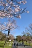 一般公開されている皇居・乾通りの桜（2016年3月25日撮影）。(c)AFP/KAZUHIRO NOGI