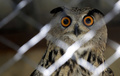 フクロウ（2021年3月11日撮影、資料写真）。(c) JOSEPH EID / AFP