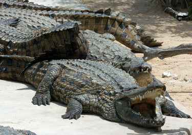 動物園のワニ、来園者に石投げつけられ死ぬ チュニジア 写真1枚 国際