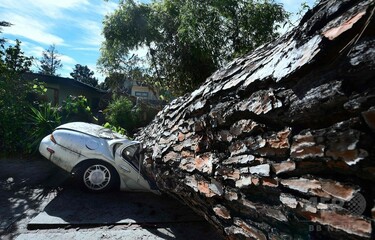 樹齢１００年を超える松 樹齢100年の松の巨木倒れる、車が下敷きに 米 写真3枚 国際ニュース