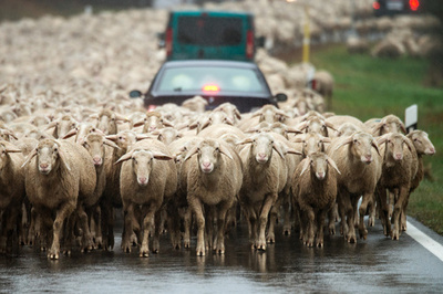 羊が道路を「占拠」 ドイツ南部