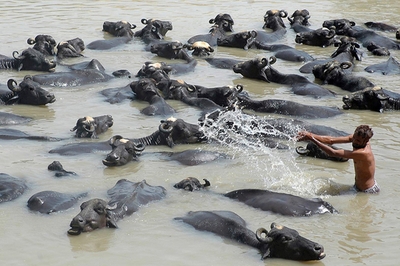 熱波のインド北部、水牛たちも水浴びで一息 - インド