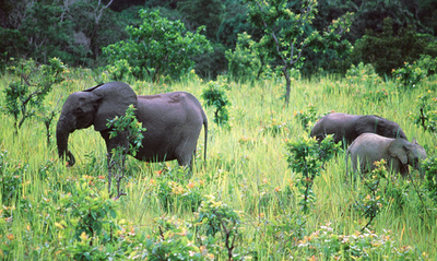 止まらぬマルミミゾウ密猟、10年で生息数80％減 ガボン