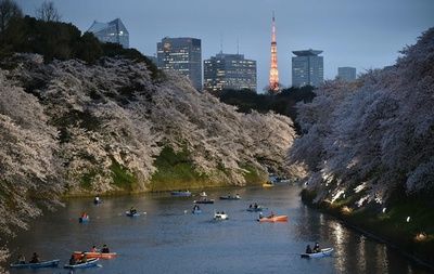 満開の桜と東京タワー、東京・千鳥ヶ淵