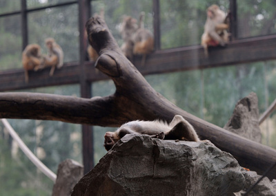 注目されてもへっちゃら、くつろぐ動物たち
