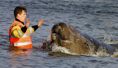 英ロンドンのテムズ川、アザラシやイルカの生息域に