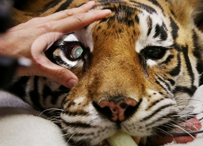 ベンガルトラの内斜視矯正手術、オーストラリア