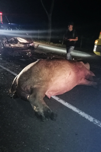 麻薬王のカバ、ハイウエーでひかれ死ぬ コロンビア