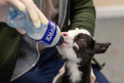 コロナ閉鎖のパブ、アイルランド初の野生動物病院に変身