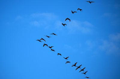 英国人の餌やり、渡り鳥の飛来に影響