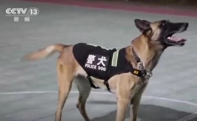 中国で第1陣の「功勲犬」が選出