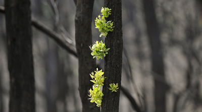焼け跡から緑の若芽、豪山火事の山林地帯