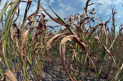 小麦など主要穀物3種、温暖化で収量減不可避 研究