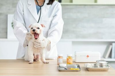 足の治療のはずが「安楽死」で命を落とす…韓国で起きた動物病院のあまりに惨い「取り違え」事故