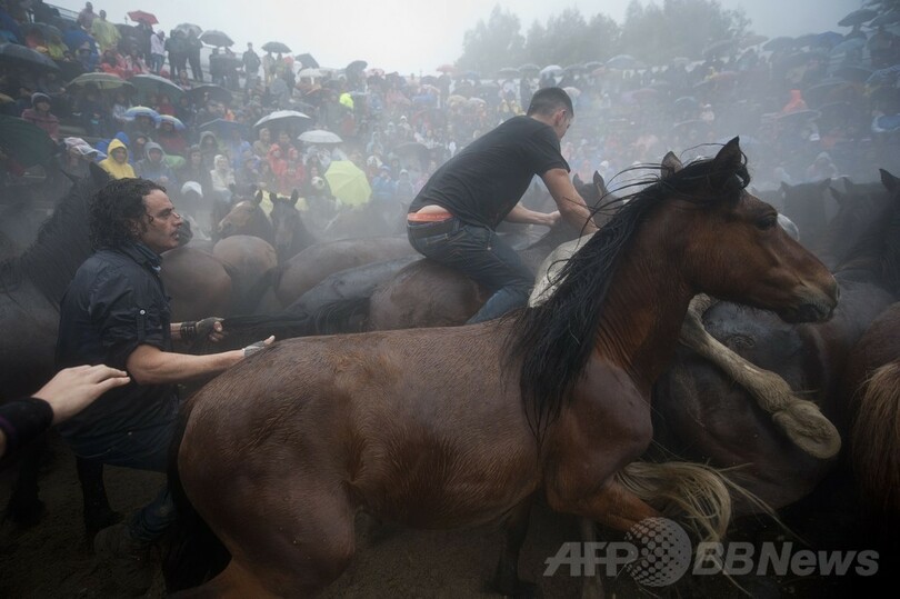 「野獣の毛刈り」祭り、野生の馬を追い込む男性たち スペイン