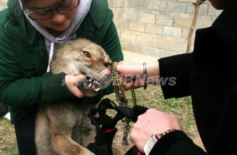 ペットの愛犬、実はオオカミだった!?