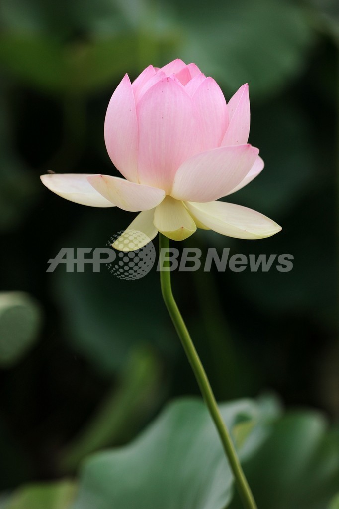 蓮の花が満開に、埼玉 行田市