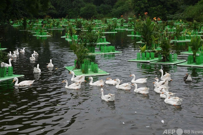 植物の力で池をきれいに、インド・ニューデリー