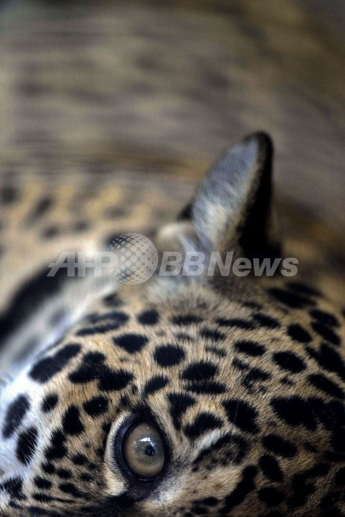 アマゾンに生きる絶滅危惧種の動物たち