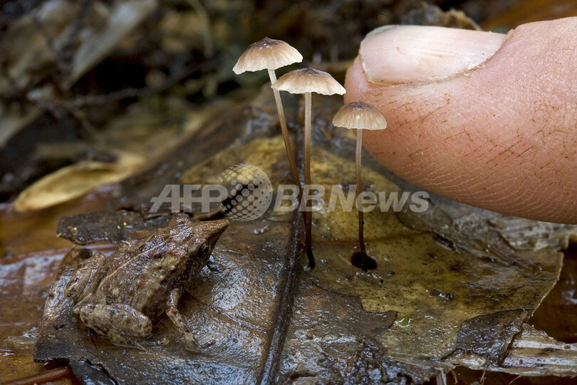 新種200種以上を発見、パプアニューギニア