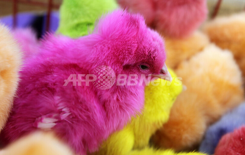 もうすぐイースター、僕らの出番です