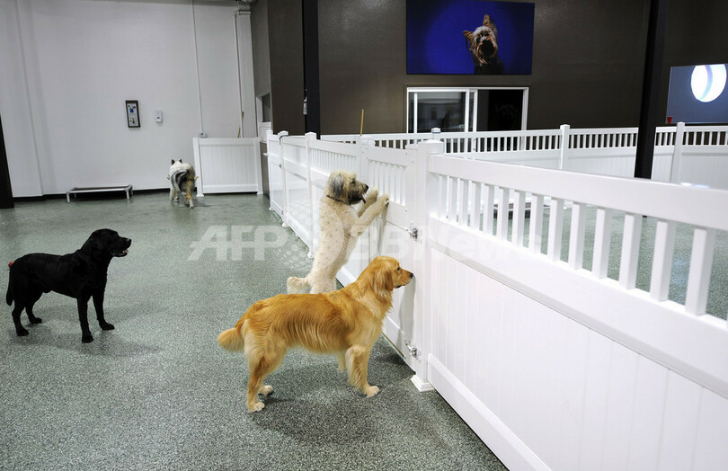 お犬様御用達？ハリウッドの高級専用ホテル