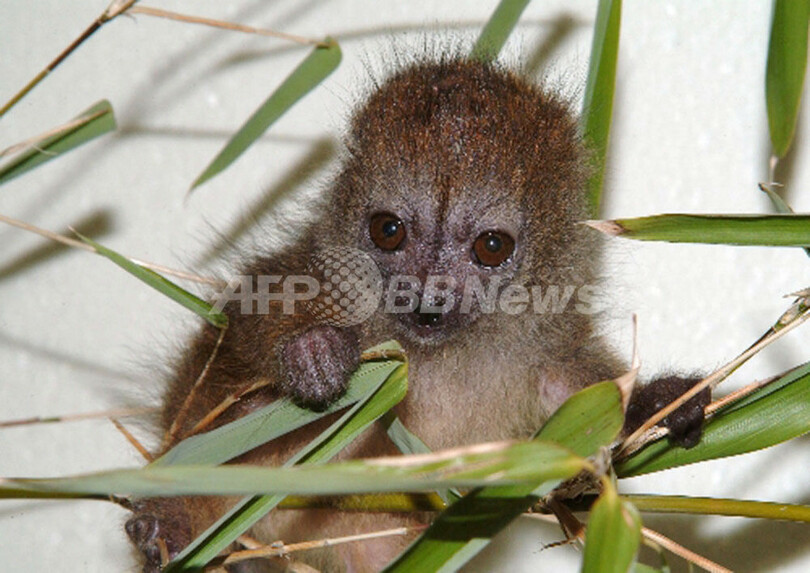 育児放棄された希少種のサルの赤ん坊 - スウェーデン
