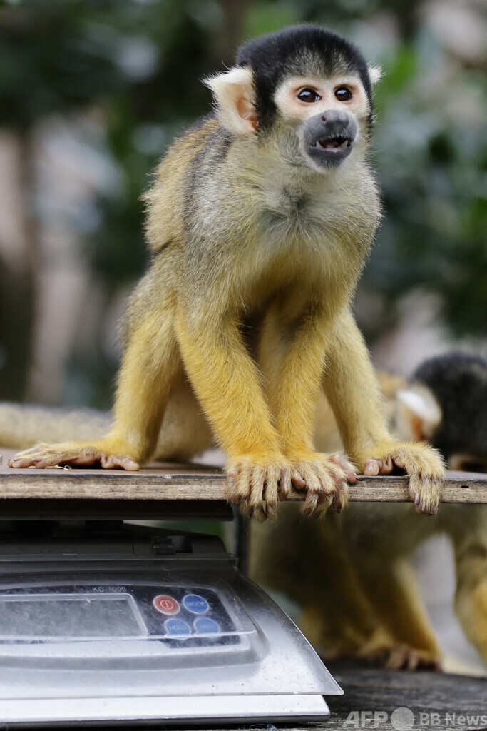 リスザル14匹、動物園から盗難 南仏で男逮捕
