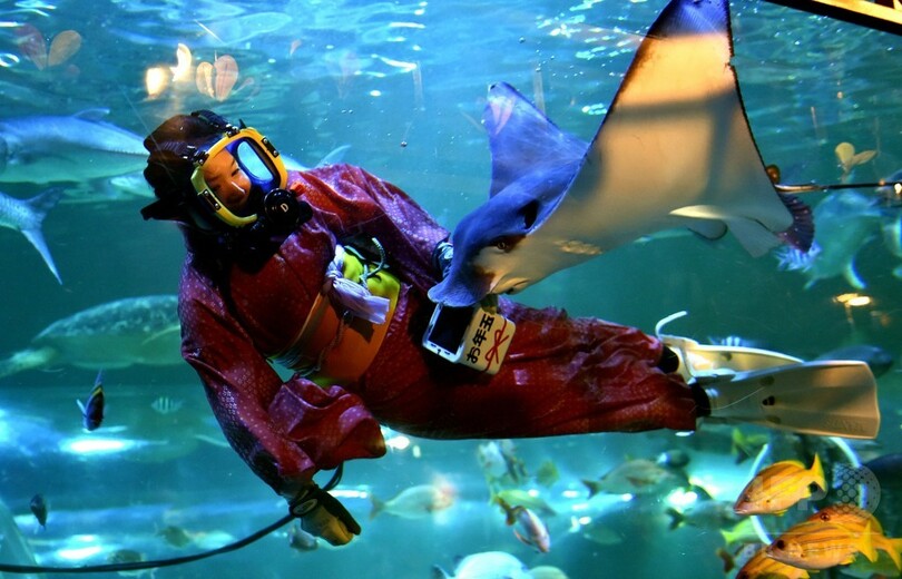 晴れ着姿で餌付けショー、東京・しながわ水族館