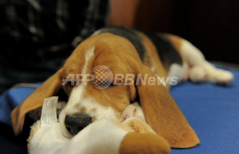 アメリカンケンネルクラブが12年の人気犬種を発表