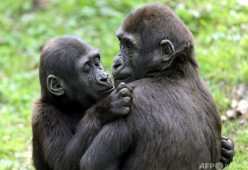 【図解】ゴリラ含む絶滅危惧動物200種、武力紛争で危機に IUCN