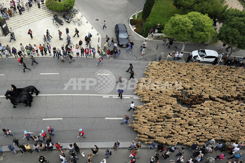 数千頭の動物が街を歩く、仏マルセイユ