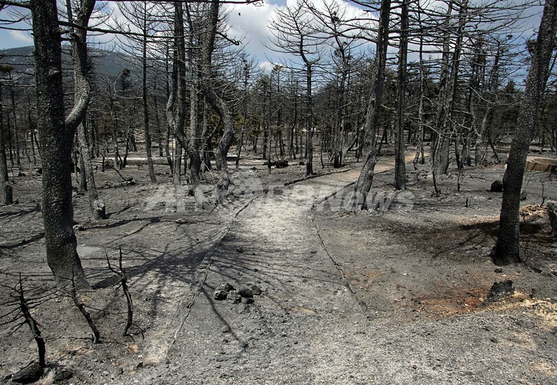 大規模な森林火災、発生から4日も消火作業続く