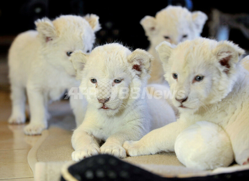 カメラにウインク、ホワイトライオンの赤ちゃん4匹がお披露目 ドイツ