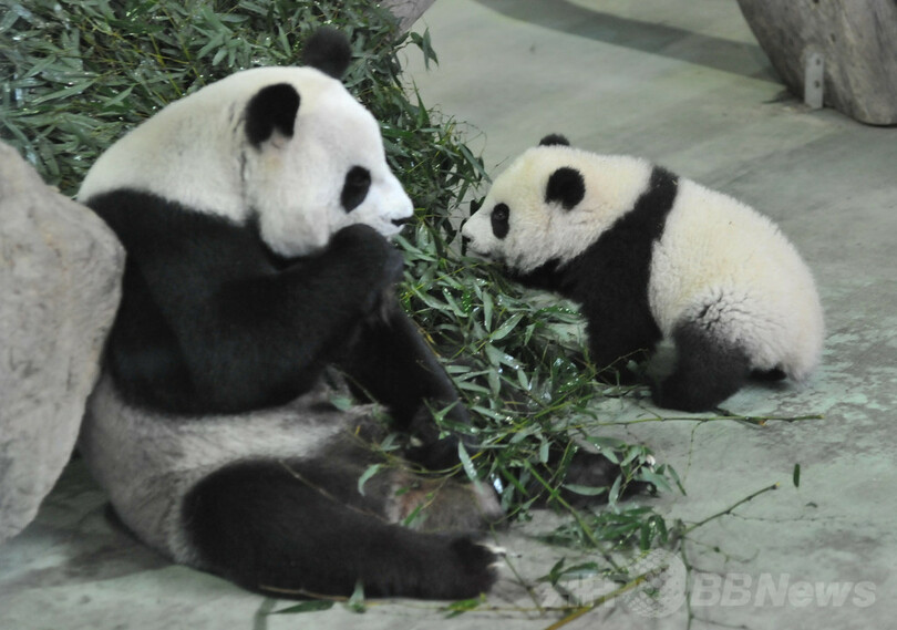 台湾生まれ初のパンダが一般公開、台北