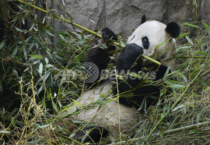 ムニャムニャもう食べられないよ…北京動物園のパンダ