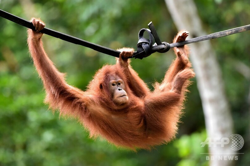 村人のペットだったオランウータン 野生に戻る インドネシア
