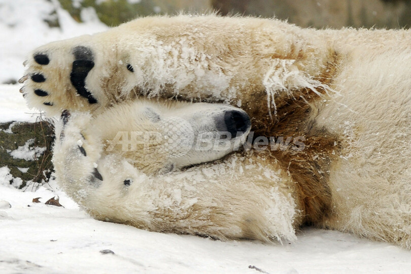 2009年もよろしく、ベルリン動物園のホッキョクグマ「クヌート」