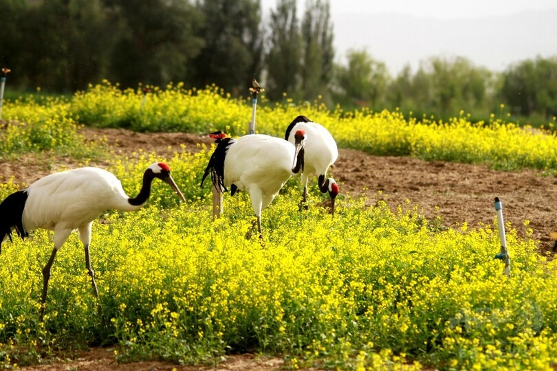 タンチョウが菜の花畑に飛来 甘粛省