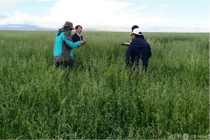 チベットで広がる人工植栽プロジェクト 環境と市民の生活に恩恵