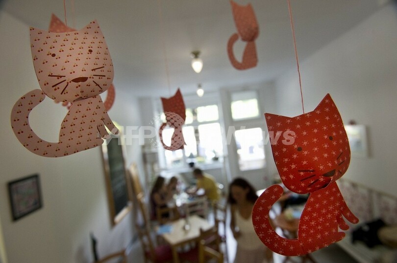 独ベルリンにも猫カフェ1号店、「国際ネコの日」
