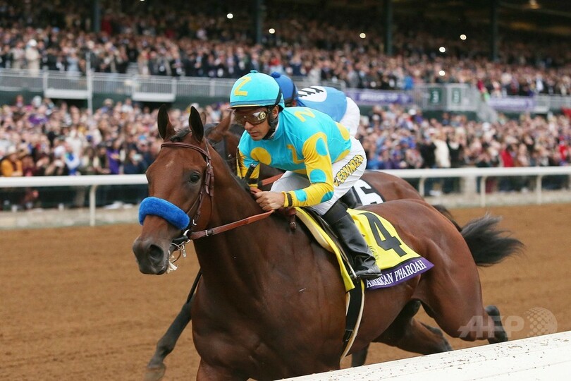 米三冠馬アメリカンファラオがクラシック制す、ブリーダーズカップ