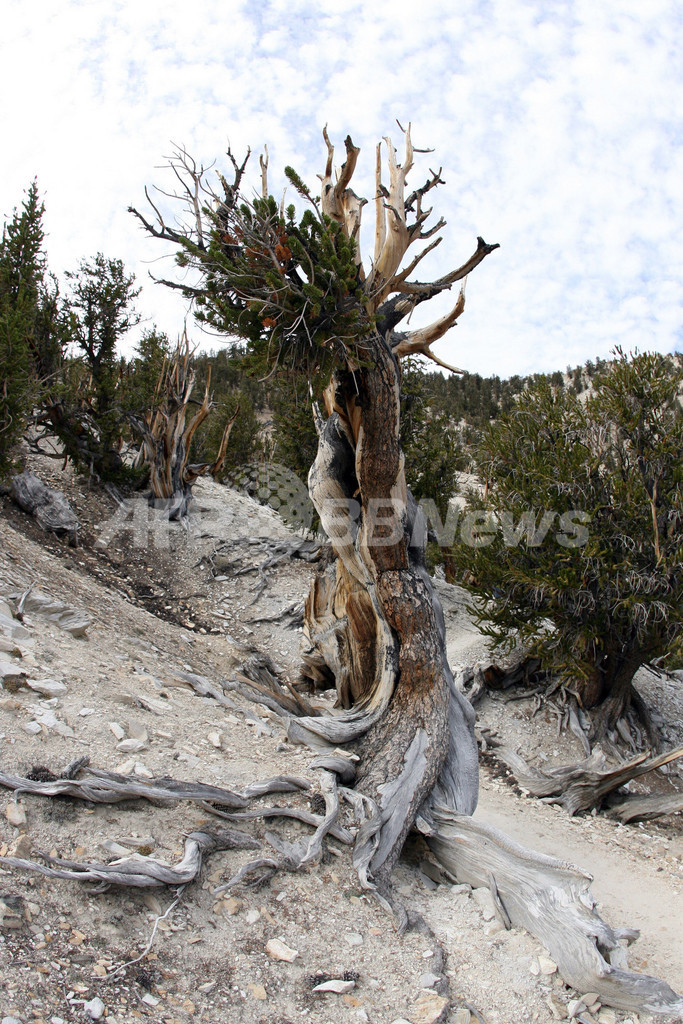 樹齢4700年、世界最古の巨木
