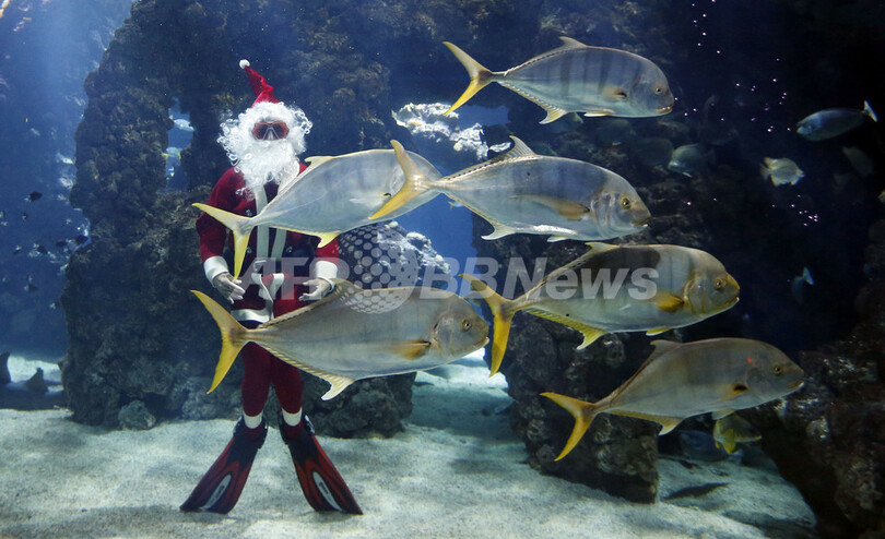 サンタが水槽で魚と遊泳、モナコのクリスマス・イベント