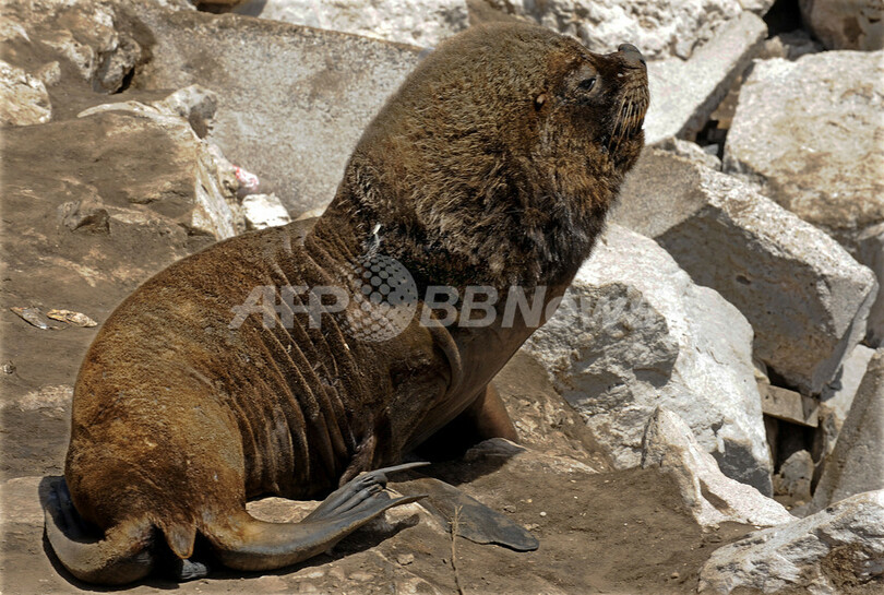 う～ん夏だなあ！オタリアの群れがハーバーでごろ寝 アルゼンチン