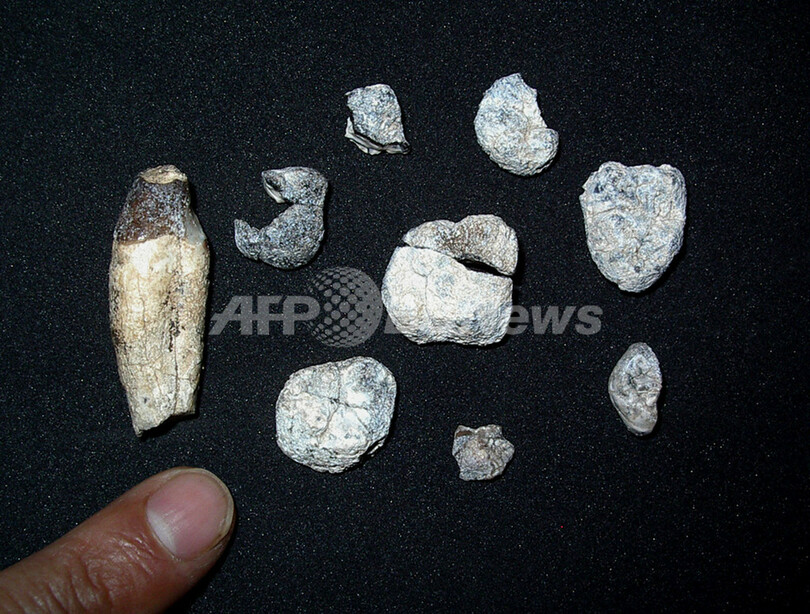 ヒトと類人猿の分岐時期、通説より600から700万年さかのぼる可能性