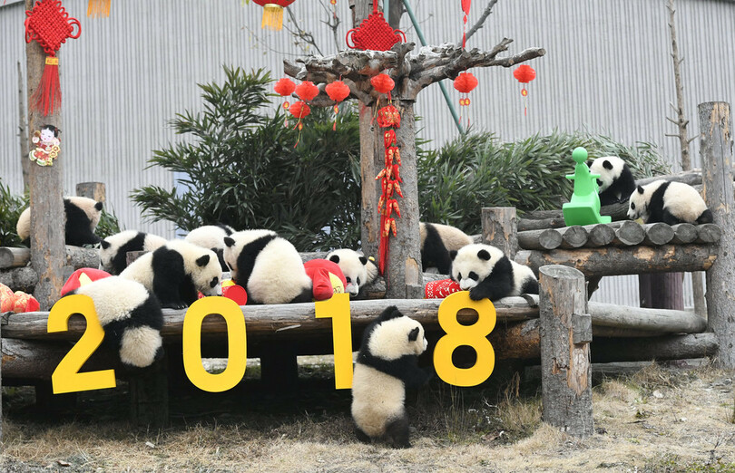 あけましておめでとう！ジャイアントパンダも新年祝う