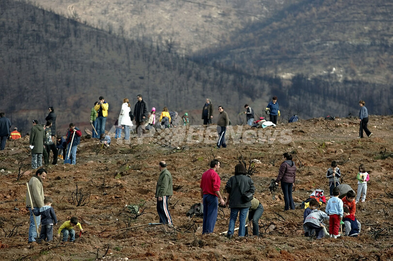 ギリシャ山火事で焼失の森林に2000本植林