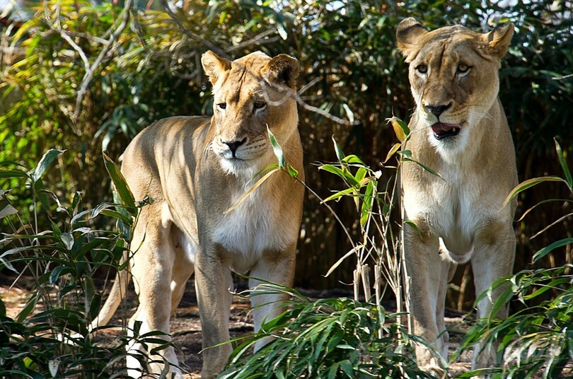 オジサン系パンダ？春うらら、米首都の動物園